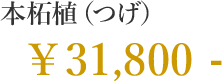 本柘植（つげ） 31,800円